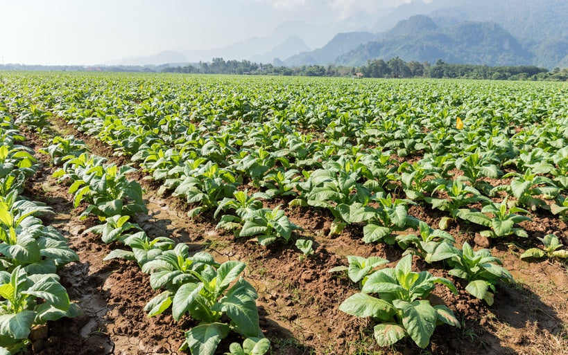 Tobacco is grown and processed in ways that can affect the nicotine content of a cigarette.