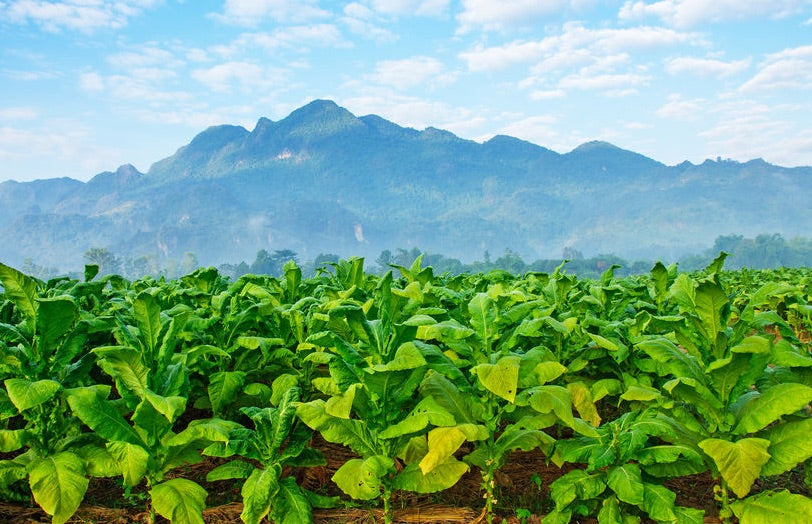 Tobacco Vape Juice History